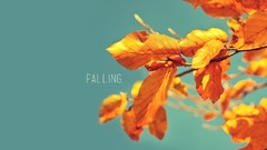 Leaves nature autumn Typography blue skies