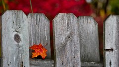 Leaves nature autumn Wood