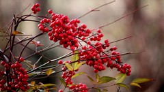 Leaves nature Berries bokeh