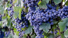 Leaves nature Berries grapes fruits fruit trees