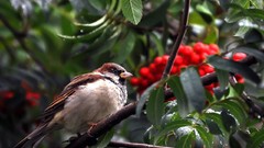 Leaves nature Birds Berries