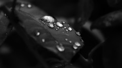 Leaves nature black and white water drops