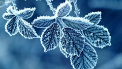 Leaves nature blue frost