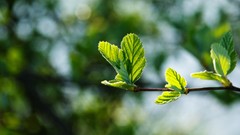 Leaves nature blurred background