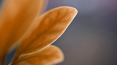 Leaves nature blurred mod