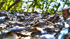 Leaves nature bokeh fallen leaves