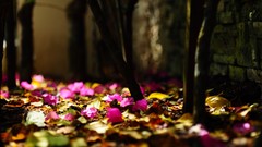Leaves nature bokeh fallen leaves