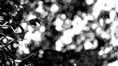 Leaves nature bokeh grayscale depth of field
