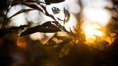 Leaves nature bokeh sunlight