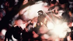 Leaves nature bokeh sunlight sun flare