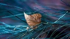 Leaves nature branches