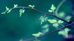Leaves nature branches