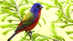 Leaves nature branches Birds multicolor depth of field Painted 