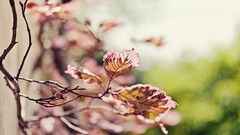 Leaves nature branches pink light