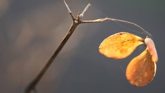 Leaves nature branches Plants