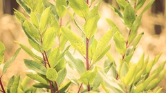 Leaves nature branches Plants depth of field