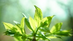 Leaves nature branches Plants mint flora