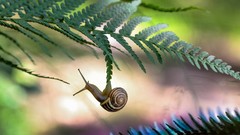 Leaves nature branches snails Ferns blurred background molluscs