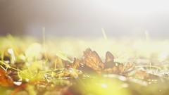 Leaves nature bright autumn