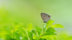 Leaves nature Butterflies