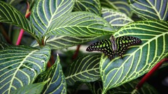 Leaves nature Butterflies butterfly wings