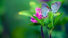 Leaves nature Butterflies depth of field