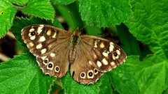 Leaves nature Butterflies insects