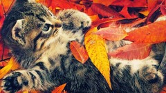 Leaves nature cats