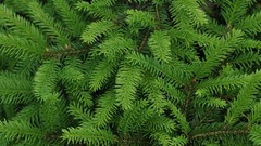 Leaves nature Christmas trees