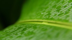 Leaves nature close-up
