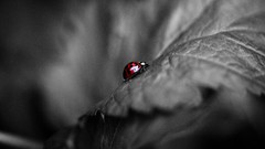 Leaves nature close-up selective coloring