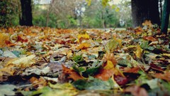 Leaves nature colors