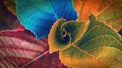 Leaves nature colors Photo manipulation