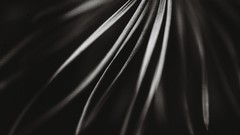 Leaves nature dark close-up minimalistic flawless