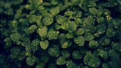 Leaves nature dark green water drops green plant