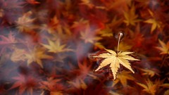 Leaves nature dead fallen leaves
