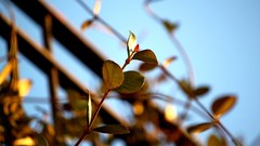 Leaves nature depth of field