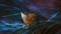 Leaves nature depth of field