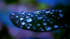 Leaves nature dew depth of field