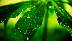 Leaves nature dew Plants bokeh water drops