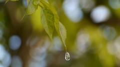 Leaves nature drop
