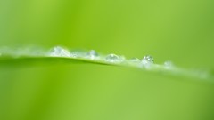Leaves nature drop Razor blurred water drops minimalistic 