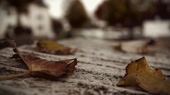 leaves nature fall Plants blurred