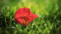 Leaves nature fallen leaves