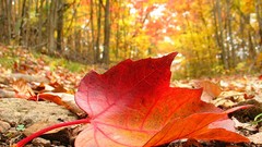 Leaves nature fallen leaves