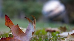 Leaves nature fallen leaves