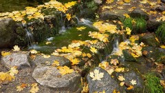 Leaves nature fallen leaves
