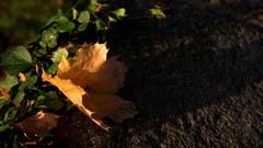 Leaves nature fallen leaves