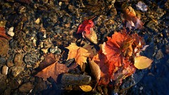 Leaves nature fallen leaves