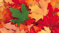 Leaves nature fallen leaves